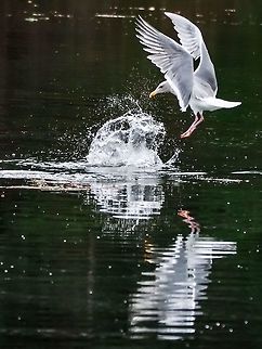 A Glaucous-winged Gull in Action Easy meals are hard to come by when the high tides are in the daylight hours so this gull has decided to try and steal his meal. The prospective victim, a Red-breasted merganser, was a little quicker than the gull and had already disappeared below the surface leaving nothing but a splash of seawater! Canada,Geotagged,Glaucous-winged gull,Larus glaucescens,Winter