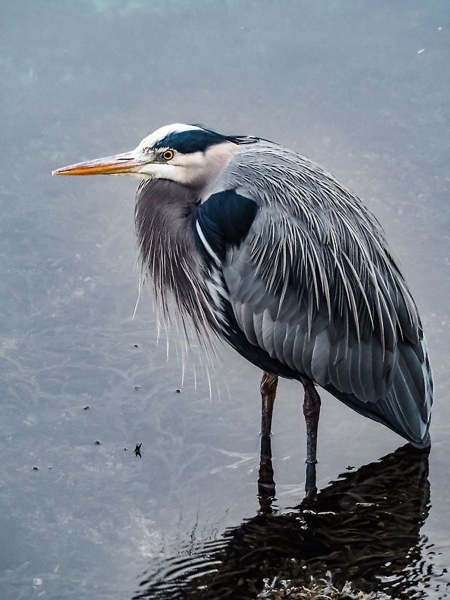 A Winter GBH! While taking photos of a Great Blue Heron (GBH) from our deck I turned around to walk back into the house and saw this fellow. He seemed completely at ease as I walked closer and closer till I actually couldn&rsquo;t get any closer because of the deck railing.  Ardea herodias,Canada,Geotagged,Great blue heron,Winter