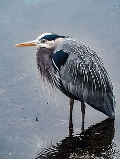 A Winter GBH! While taking photos of a Great Blue Heron (GBH) from our deck I turned around to walk back into the house and saw this fellow. He seemed completely at ease as I walked closer and closer till I actually couldn’t get any closer because of the deck railing.  Ardea herodias,Canada,Geotagged,Great blue heron,Winter