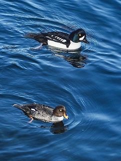 Mr. and Mrs. Barrow&rsquo;s Goldeneye An easy way to differentiate between the male Barrow&rsquo;s or Common Goldeneye is that the white patch is shaped like an apostrophe in the Barrow&rsquo;s just like in it&rsquo;s name.       Barrows goldeneye,Bucephala islandica,Canada,Geotagged,Winter