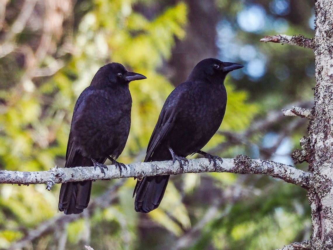 My Old Friend! My friend, Peanut, is back. And he brought his friend. I believe it&rsquo;s his mate. He&rsquo;s on the right and slightly larger than the female. You may ask how I know it is the same crow that trained me to feed it peanuts last year? I have to say that his behavioural patterns are exactly the same and he also has got &ldquo;used&rdquo; to us far too quickly. Canada,Corvus caurinus,Geotagged,Northwestern crow,Winter