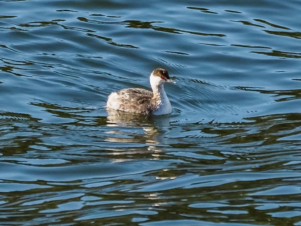 A Non-breeding Horned Grebe Many non-breeding grebes look similar. One of the distinguishing features is that the Horned Grebe has a white tipped bill. The North American Horned Grebe&rsquo;s full scientific name is Podiceps auritus ssp. cornutus. Canada,Geotagged,Horned grebe,Podiceps auritus,Winter