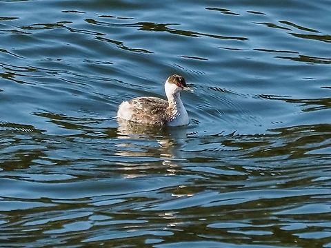 A Non-breeding Horned Grebe Many non-breeding grebes look similar. One of the distinguishing features is that the Horned Grebe has a white tipped bill. The North American Horned Grebe’s full scientific name is Podiceps auritus ssp. cornutus. Canada,Geotagged,Horned grebe,Podiceps auritus,Winter