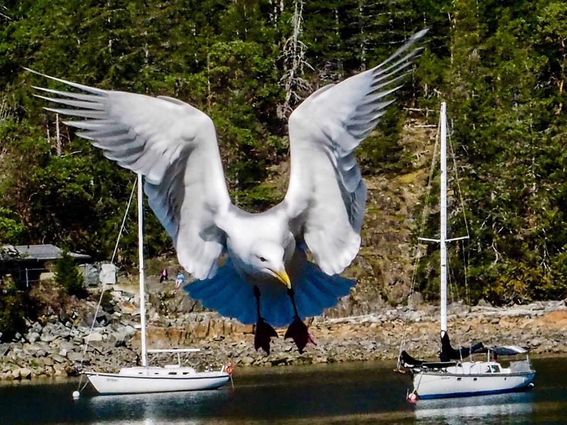 Where’s the Food? A Glaucous-winged gull coming in for a soft landing. Note the alula on the leading edge of the wing. A bird&rsquo;s thumb if you wish. <a href="https://en.m.wikipedia.org/wiki/Alula" rel="nofollow">https://en.m.wikipedia.org/wiki/Alula</a> Canada,Geotagged,Glaucous-winged gull,Larus glaucescens,Spring