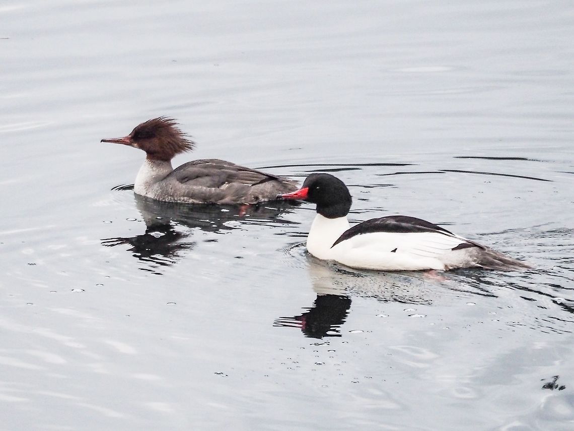 Mr. & Mrs. Common Merganser A pair of Mergus merganser in their spring finery.    Canada,Common merganser,Geotagged,Mergus merganser,Spring