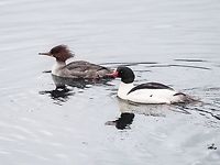 Mr. & Mrs. Common Merganser A pair of Mergus merganser in their spring finery.    Canada,Common merganser,Geotagged,Mergus merganser,Spring