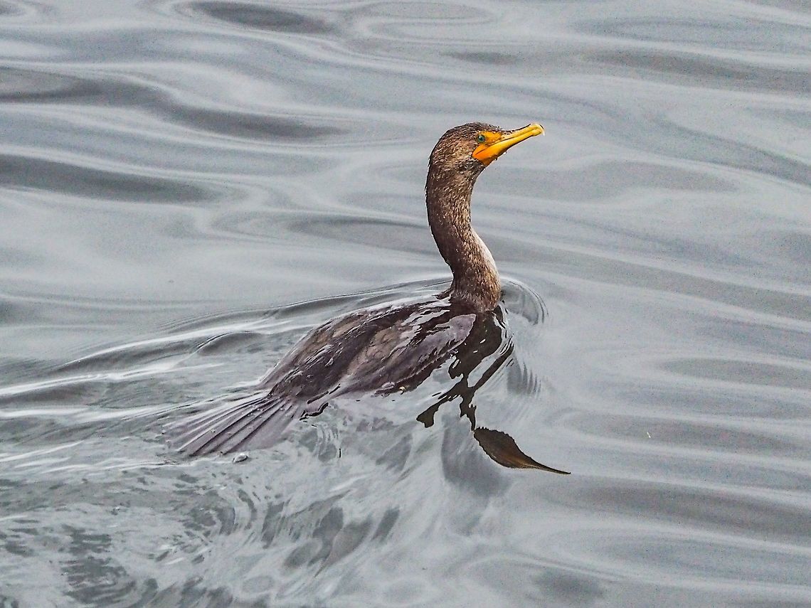 A Double-crested Cormorant Just Up From A Dive This cormorant is likely one of the many nesting on Middlenatch Island not far from Whaletown. At last count there were 327 nesting pairs on that island. The Phalacrocorax auritis on our coast probably belong to the subspecies &ldquo;albociliatus&rdquo;.   Canada,Geotagged,Phalacrocorax auritus,Spring,double-crested