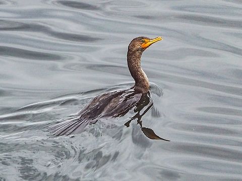 A Double-crested Cormorant Just Up From A Dive This cormorant is likely one of the many nesting on Middlenatch Island not far from Whaletown. At last count there were 327 nesting pairs on that island. The Phalacrocorax auritis on our coast probably belong to the subspecies “albociliatus”.   Canada,Geotagged,Phalacrocorax auritus,Spring,double-crested