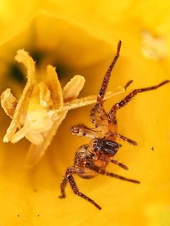 A Ghost Spider, Anyphaena aperta This fellow happened to be transported into the house with some heather and some daffodils. He seemed to like the cup of this daffodil! The spider only had seven of his eight legs. Anyphaena aperta,Canada,Geotagged,Spring
