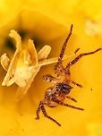 A Ghost Spider, Anyphaena aperta This fellow happened to be transported into the house with some heather and some daffodils. He seemed to like the cup of this daffodil! The spider only had seven of his eight legs. Anyphaena aperta,Canada,Geotagged,Spring