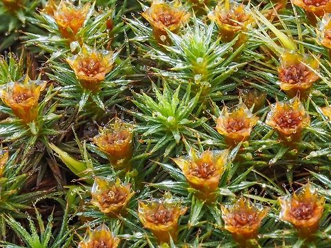 Dewy Juniper Haircap Moss Polytrichum juniperinum is distinguished from P. commune and P. piliferum by its red hair points on the leaves. P. commune has none but toothed margins on the leaves while P. piliferum has white hairpoints on the leaves. The flower like structures are the male “flowers” (antherdial heads)  which produce the sperm.
For the life cycle have a look here, https://commons.m.wikimedia.org/wiki/File:Moss_life_Cycle.jpg Canada,Geotagged,Juniper haircap moss,Polytrichum juniperinum,Spring