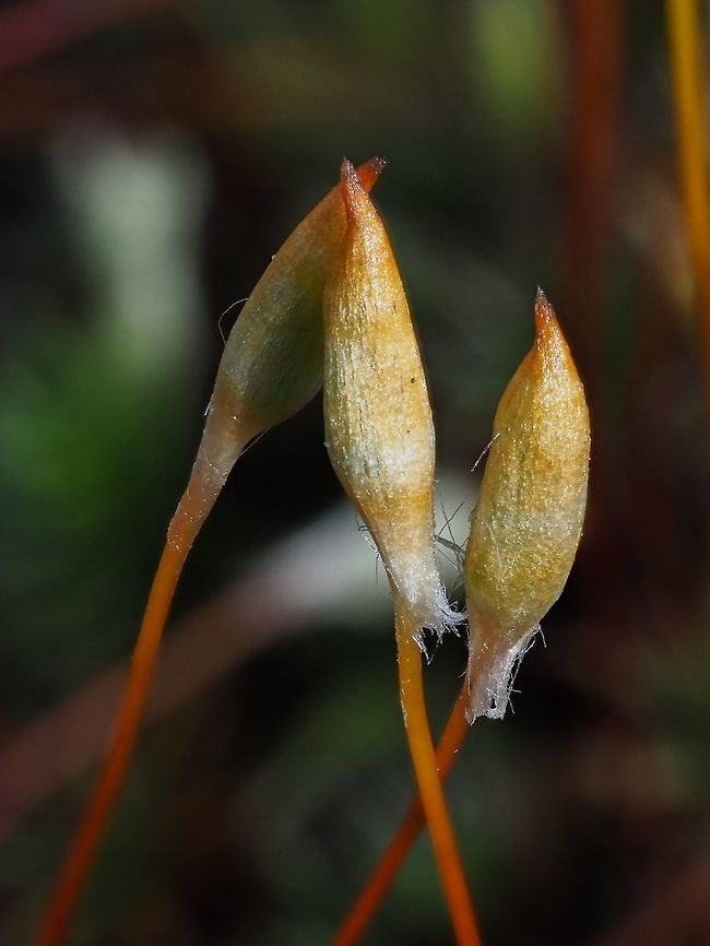 Polytrichum juniperinum Sporangia The spore bearing bodies of the Juniper Haircap moss. Canada,Geotagged,Juniper haircap moss,Polytrichum juniperinum,Spring