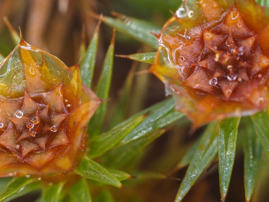 A Closer Look! The sperm producing antherdial heads of Polytrichum juniperinum. Canada,Geotagged,Juniper haircap moss,Polytrichum juniperinum,Spring