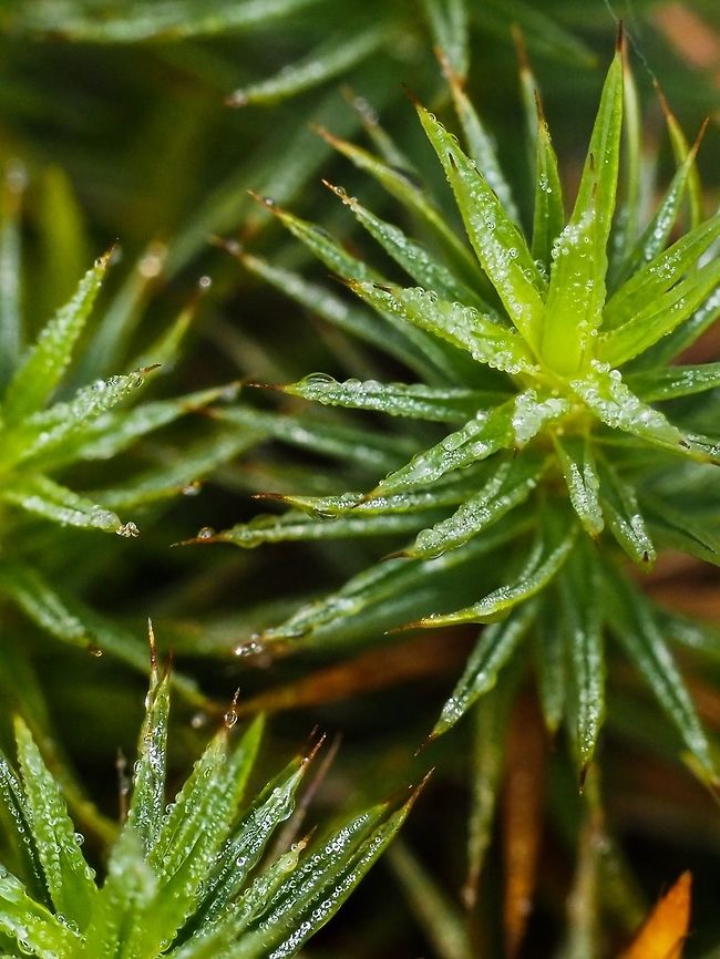 Dewy Polytrichum juniperinum! The red hairpoints are clearly visible, one of the identifying features of this Polytrichum moss. Canada,Geotagged,Juniper haircap moss,Polytrichum juniperinum,Spring
