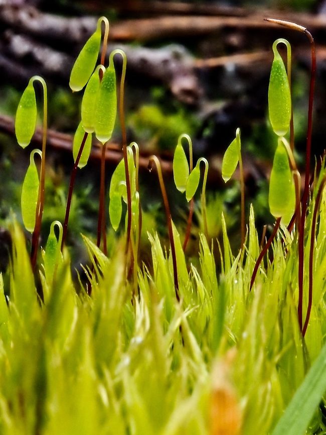A Ground Level View, Bryum capillare This moss, Capillary Thread-moss, is found at low elevations, frequently near the coast. Bryum capillare,Canada,Geotagged,Spring