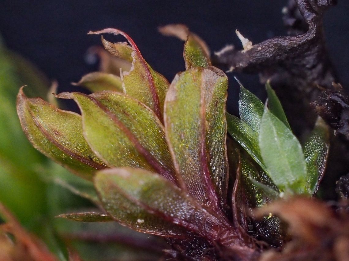 Female Gametophyte, Bryum capillare. Byrum capillare is a Bryum moss recognized by its hair tipped leaves that have a reddish tinted midrib and a differentiated leaf marking. On the female gametophyte the rosette of upper leaves flare outward in moist conditions.<br />
<a href="http://linnet.geog.ubc.ca/Atlas/Atlas.aspx?NoTransfer=1&amp;sciname=Bryum" rel="nofollow">http://linnet.geog.ubc.ca/Atlas/Atlas.aspx?NoTransfer=1&amp;sciname=Bryum</a> capillare&amp;lifeform=9 Bryum capillare,Canada,Geotagged,Spring
