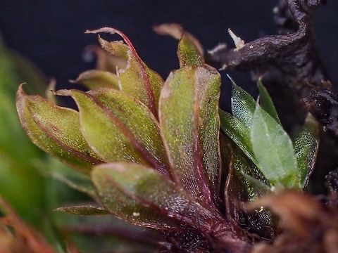 Female Gametophyte, Bryum capillare. Byrum capillare is a Bryum moss recognized by its hair tipped leaves that have a reddish tinted midrib and a differentiated leaf marking. On the female gametophyte the rosette of upper leaves flare outward in moist conditions.
http://linnet.geog.ubc.ca/Atlas/Atlas.aspx?NoTransfer=1&sciname=Bryum capillare&lifeform=9 Bryum capillare,Canada,Geotagged,Spring