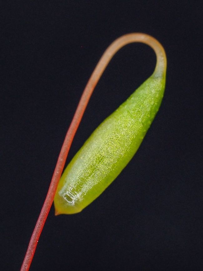 The Sporophyte of Bryum capillare. At the end of the sporophyte is the operculum which when the spores are developed falls off and allows the spores to be released. Bryum capillare,Canada,Geotagged,Spring