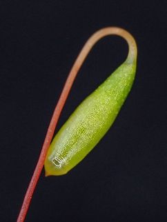 The Sporophyte of Bryum capillare. At the end of the sporophyte is the operculum which when the spores are developed falls off and allows the spores to be released. Bryum capillare,Canada,Geotagged,Spring