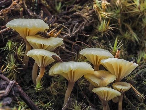 Lichen Agaric Lichenomphalia umbellifera seems to be popping up all over!    Canada,Geotagged,Lichen Agaric,Lichenomphalia umbellifera,Spring
