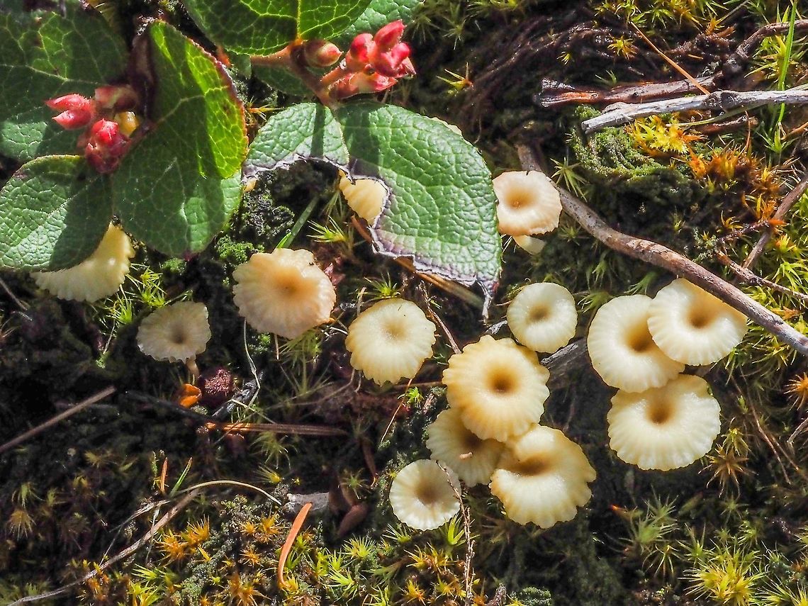 Topside View, Lichenomphalia umbellifera This fungus seems to like growing in groups. Canada,Geotagged,Lichenomphalia umbellifera,Spring