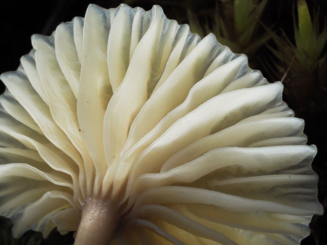 Pretty Gills The decurrent gills of Lichenomphalia umbellifera. Lichenomphalia umbellifera