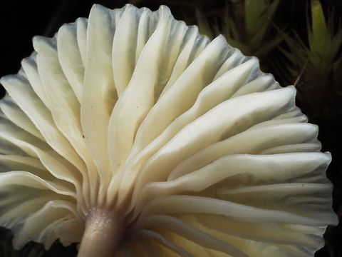 Pretty Gills The decurrent gills of Lichenomphalia umbellifera. Lichenomphalia umbellifera