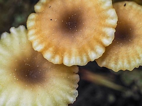 A Macro View! Showing the striate margin of this fungus, Lichenomphalia umbellifera. Canada,Geotagged,Lichenomphalia umbellifera,Spring