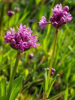 It Must Be Spring! The Sea Blush are just starting to show their pink heads. Canada,Geotagged,Plectritis congesta,Shortspur seablush,Spring