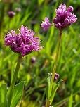 It Must Be Spring! The Sea Blush are just starting to show their pink heads. Canada,Geotagged,Plectritis congesta,Shortspur seablush,Spring