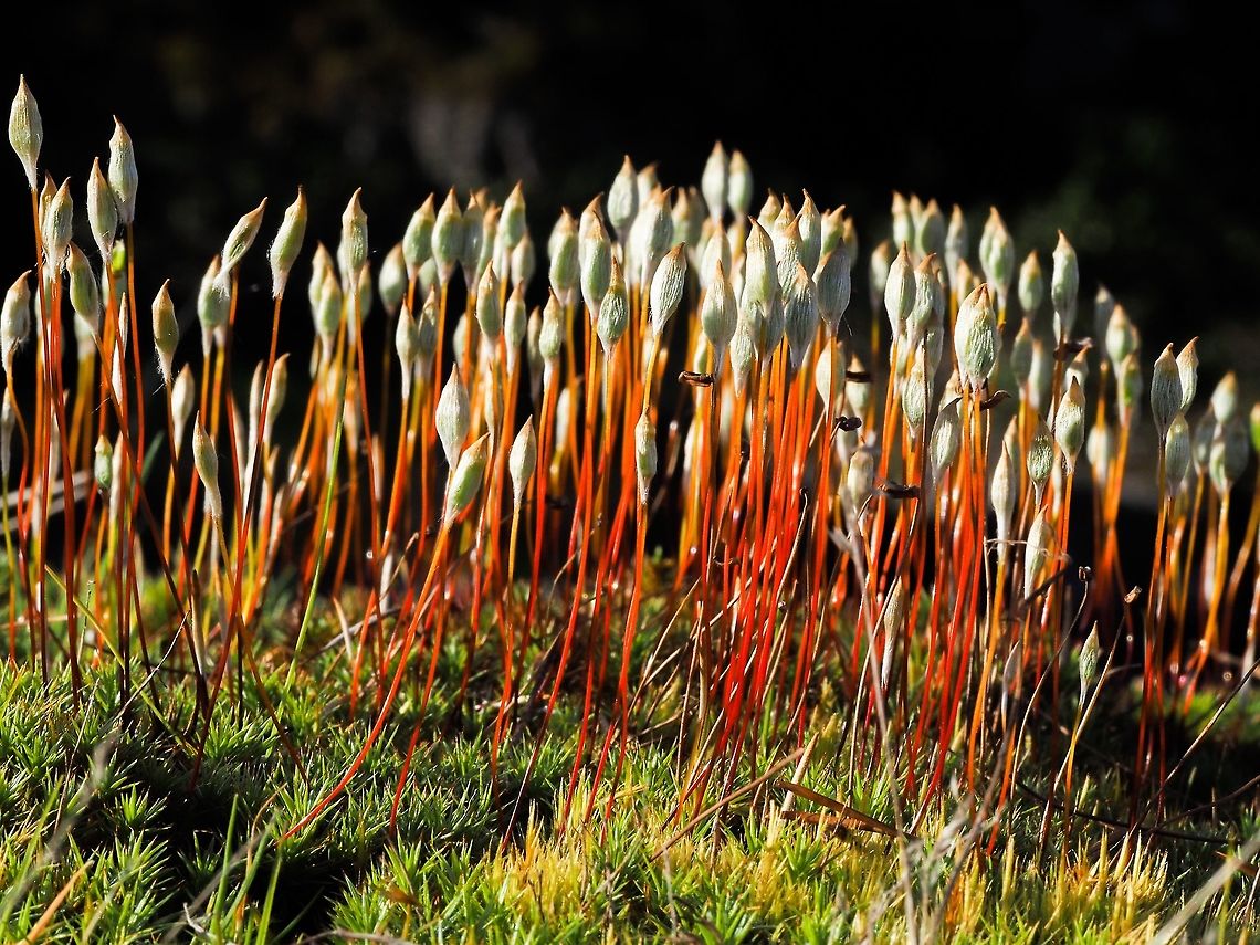 A Forest of Sporophytes Waiting for the sun to dry these Polytrichum juniperinum sporophytes so the spores can be released.<br />
 Canada,Geotagged,Juniper haircap moss,Polytrichum juniperinum,Spring