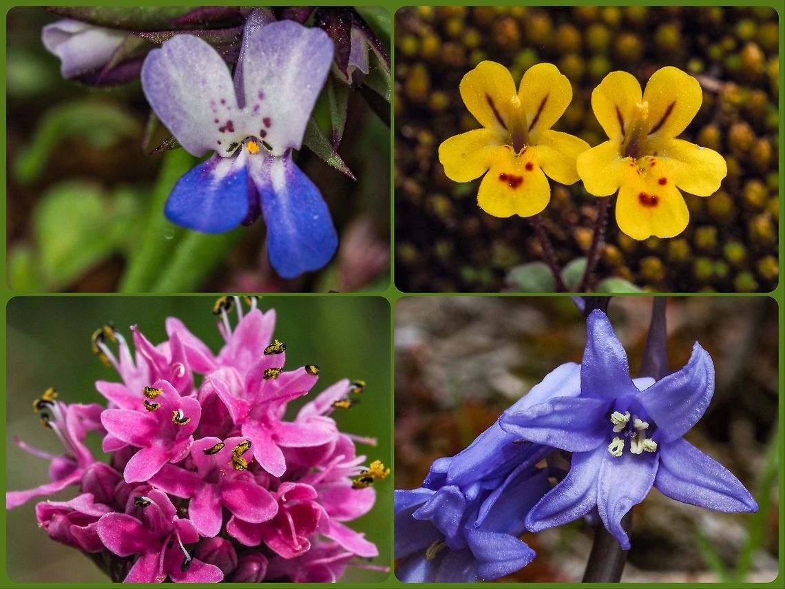 Behind the Whaletown Post Office! A short, 30- 35 meter, walk across the road from our house is the Whaletown Post Office. The post office, purportedly the smallest free standing post office in Canada, sits on a moss covered rock that is on the edge of Whaletown Bay. In the moss behind the building itself are quite a variety of Spring flowers. From top left and going clockwise; Collinsia parviflora (Blue-eyed Mary), Erythranthe alsinoides (Little Monkeyflower), Hyacinthoides non-scripta (Bluebells) and Plectritis congesta (Seablush) and this is only the beginning! Canada,Geotagged