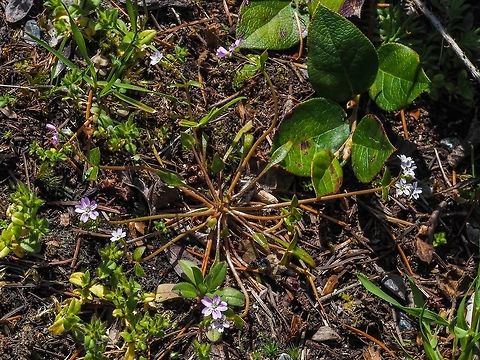 A Singular Pink Purslane Plant Claytonia sibirica growing very near the ocean in sandy well drained soil. Canada,Claytonia sibirica,Geotagged,Pink Purslane,Siberian Miner’s-lettuce,Spring