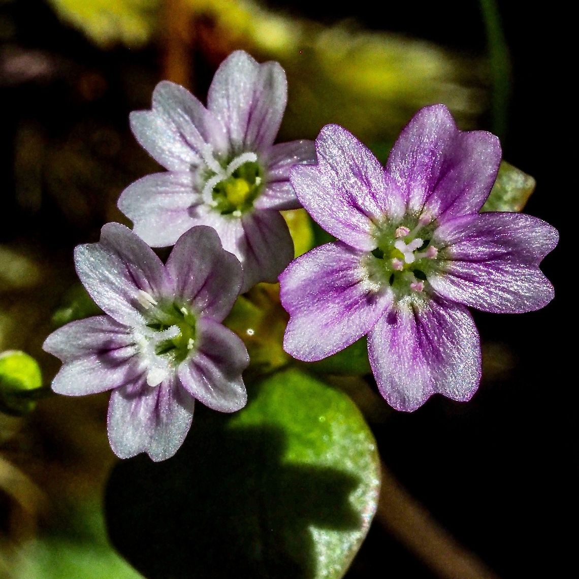 A Floral Trio! Three flowers of Claytonia sibirica. Each flower is about a centimetre across. Canada,Claytonia sibirica,Geotagged,Pink Purslane,Siberian Miner’s-lettuce,Spring
