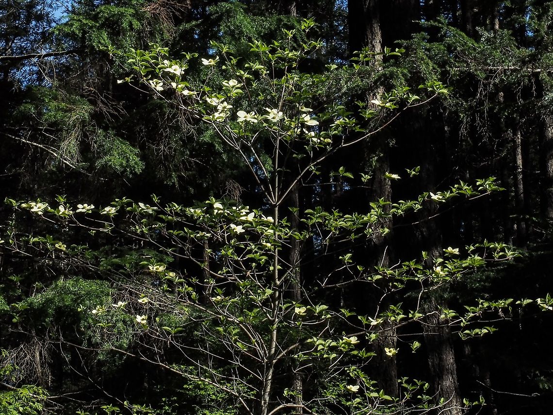 The Pacific Dogwood On Cortes Island we are at the northern habitat range for this tree. Large specimens are found in gardens. Unfortunately the plant is susceptible to a fungus which has destroyed larger wild specimens particularly this far north.  Canada,Cornus nuttallii,Geotagged,Pacific dogwood,Spring