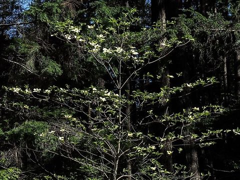 The Pacific Dogwood On Cortes Island we are at the northern habitat range for this tree. Large specimens are found in gardens. Unfortunately the plant is susceptible to a fungus which has destroyed larger wild specimens particularly this far north.  Canada,Cornus nuttallii,Geotagged,Pacific dogwood,Spring
