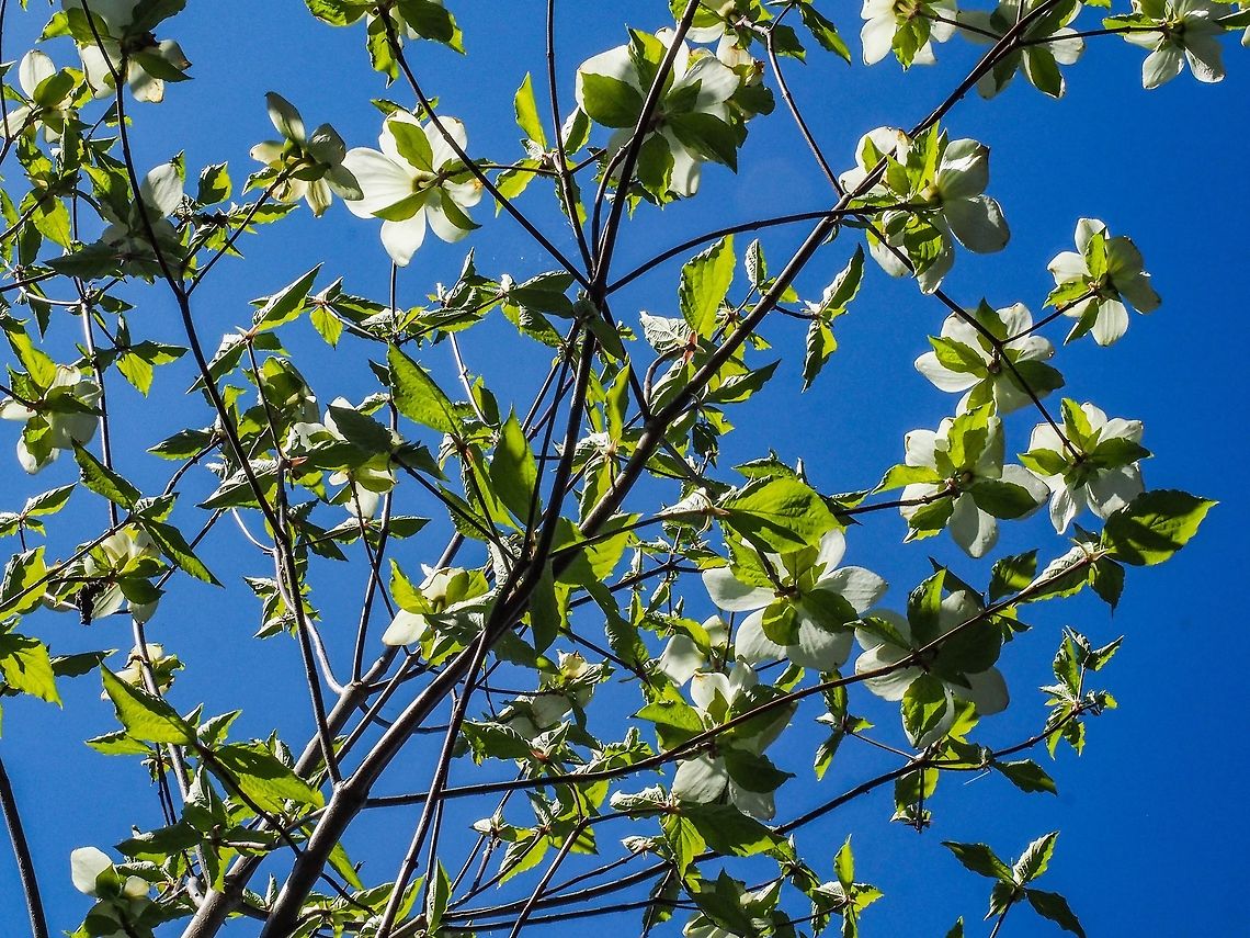 Looking Skyward. The flower of the Pacific Dogwood is the provincial flower of B.C. and the plant was protected by law in the province until 2002. Canada,Cornus nuttallii,Geotagged,Pacific dogwood,Spring