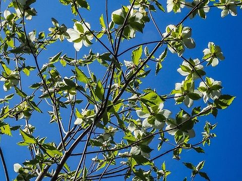 Looking Skyward. The flower of the Pacific Dogwood is the provincial flower of B.C. and the plant was protected by law in the province until 2002. Canada,Cornus nuttallii,Geotagged,Pacific dogwood,Spring