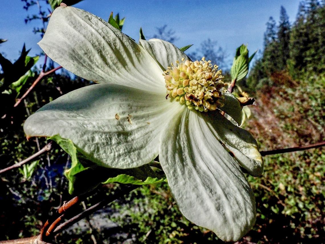 The Showy Bracts! The actual flowers of Cornus nuttallii are actually very small and are clustered in the center of the prominent white bracts.<br />
From E-Flora BC,<br />
&ldquo;Flowers: <br />
Inflorescence of numerous, unstalked, hemispheric clusters 1.5-2 cm wide, subtended by 4-7 conspicuous white or pinkish-tinged, large (2-7 cm long) showy bracts, flowering in spring and often again in the fall; petals greenish-white, usually purplish-tinged.&rdquo;<br />
 Canada,Cornus nuttallii,Geotagged,Pacific dogwood,Spring