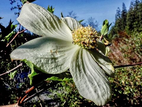The Showy Bracts! The actual flowers of Cornus nuttallii are actually very small and are clustered in the center of the prominent white bracts.
From E-Flora BC,
“Flowers: 
Inflorescence of numerous, unstalked, hemispheric clusters 1.5-2 cm wide, subtended by 4-7 conspicuous white or pinkish-tinged, large (2-7 cm long) showy bracts, flowering in spring and often again in the fall; petals greenish-white, usually purplish-tinged.”
 Canada,Cornus nuttallii,Geotagged,Pacific dogwood,Spring