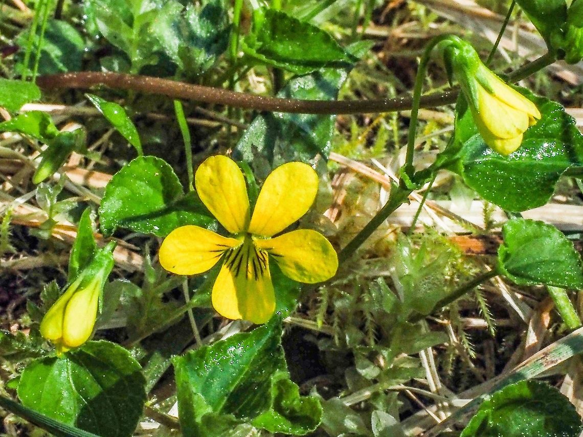 Yellow Wood Violet Viola glabella, also called Stream Violet or Pioneer Violet, a gift to be found while walking in the forest. Canada,Geotagged,Pioneer Violet,Spring,Stream Violet,Viola  glabella,Viola glabella,Yellow Wood Violet