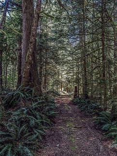 A Walk in the Woods An old logging road now a walking trail. At the sides and in the middle amongst the grass can, at this time of year, be found the Yellow Wood  Violet, Viola glabella.
https://www.jungledragon.com/image/78227/yellow_wood_violet.html Canada,Geotagged,Spring