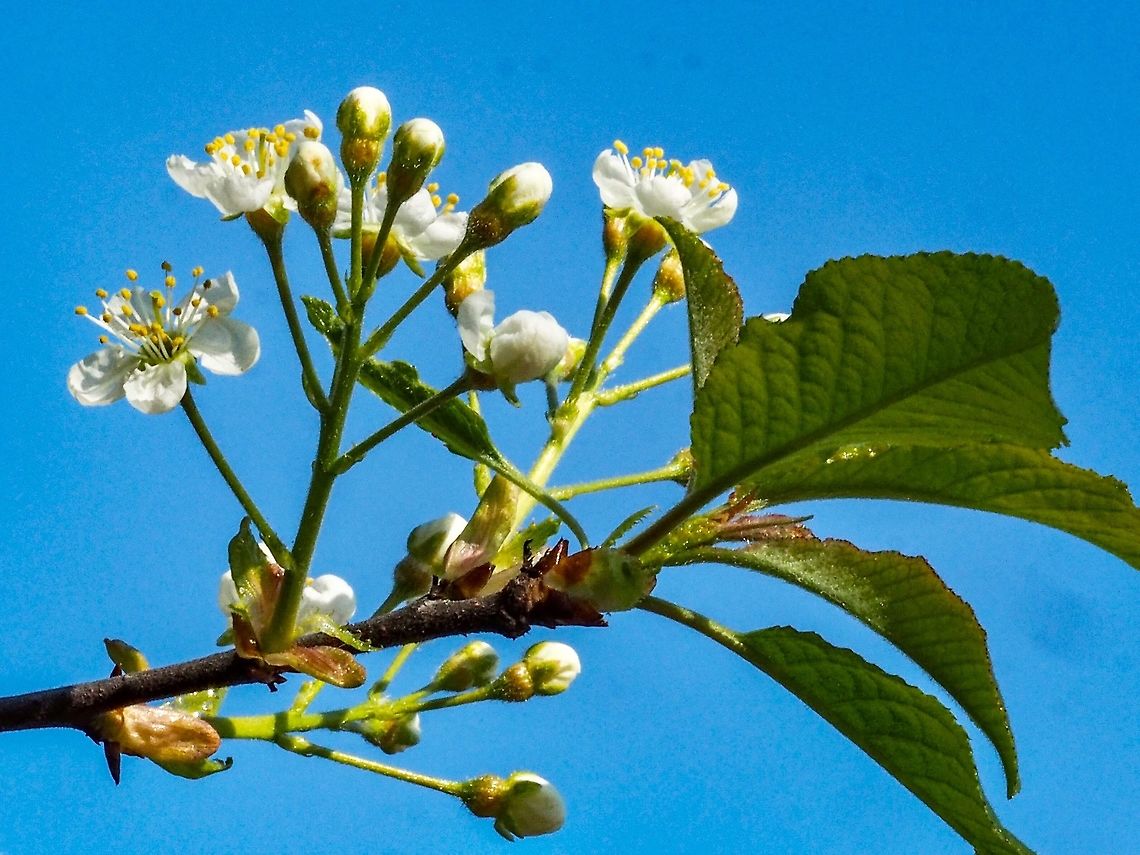 Blossoms of Prunus pensylvanica. Waiting to be pollinated! Bird cherry,Canada,Geotagged,Pin Cherry,Prunus pensylvanica,Spring