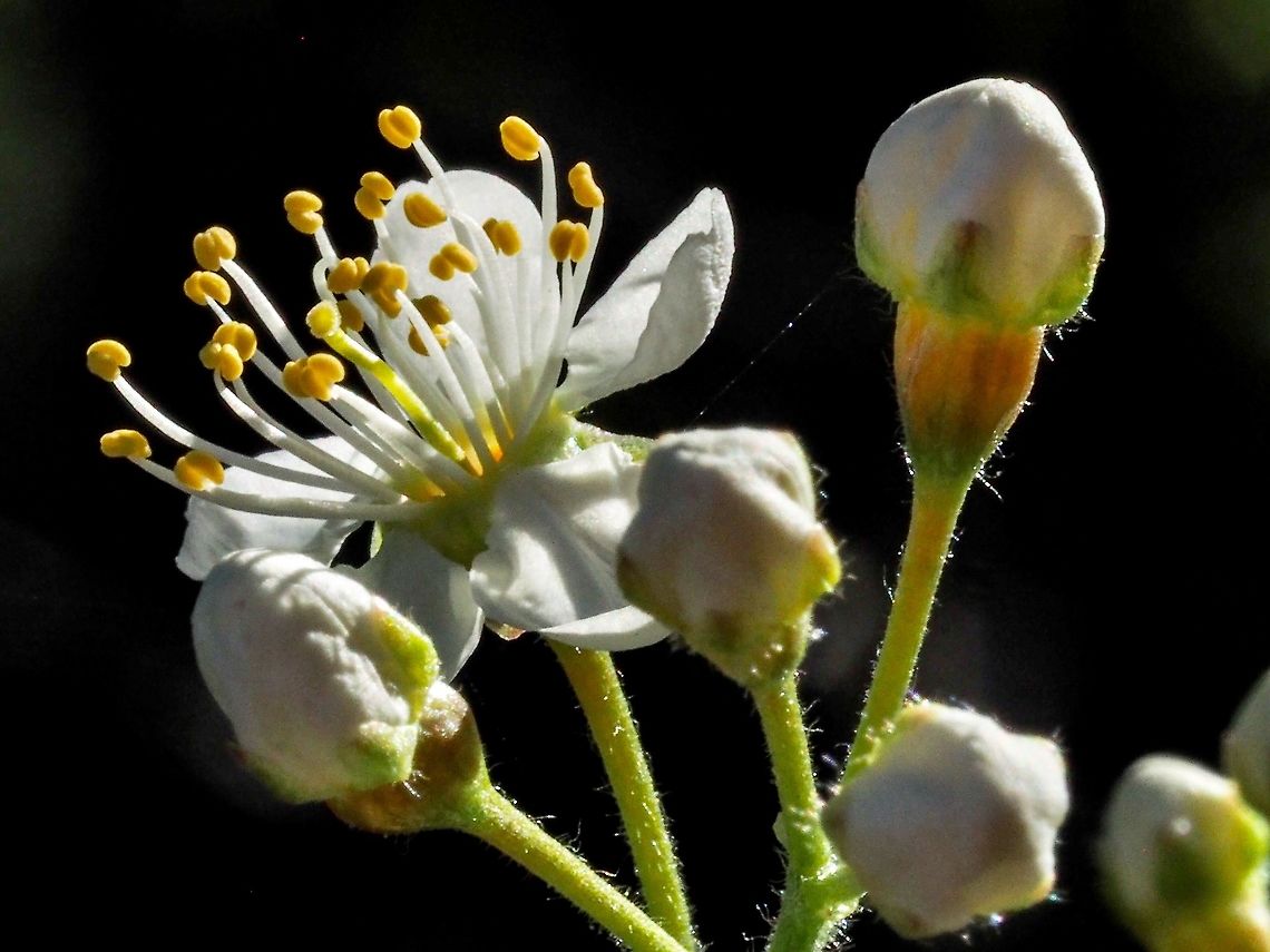 Backlit Blossoms! Pin Cherry blossoms in the sunshine. Canada,Geotagged,Prunus pensylvanica,Spring