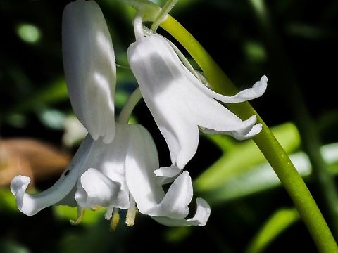 A Bluebell? On Cortes Island we are not fortunate enough to have the lovely fields of Bluebells. But... they are locally common but not in great numbers. The variation in colours from blue, pink to white and anything in between are always interesting to see. Canada,Geotagged,Hyacinthoides non-scripta,Spring