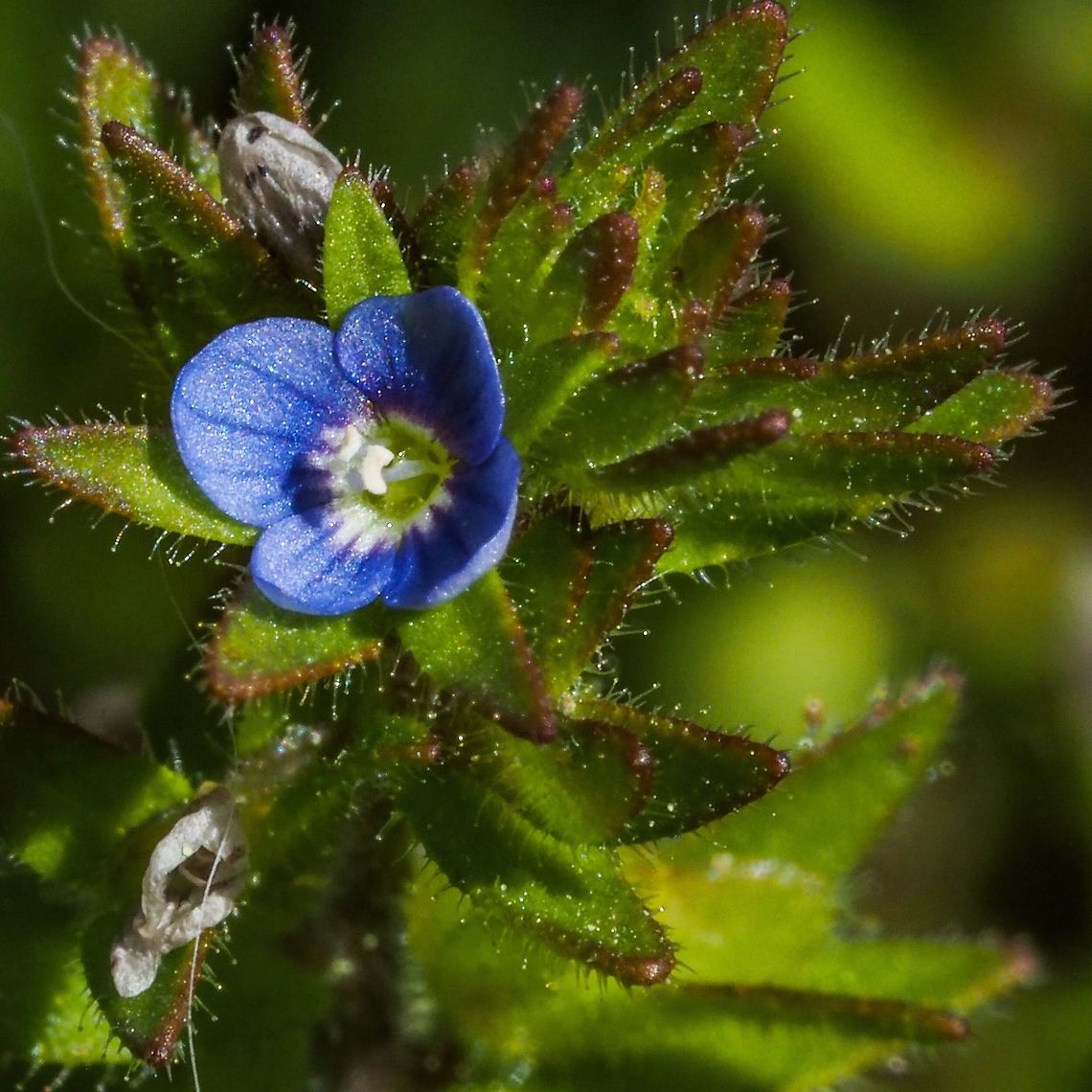 A Diminutive Flower! One has to get close to enjoy the small blossom (2-3mm in diameter) of  Veronica arvensis. Canada,Corn Speedwell,Geotagged,Spring,Veronica arvensis,Wall Speedwell