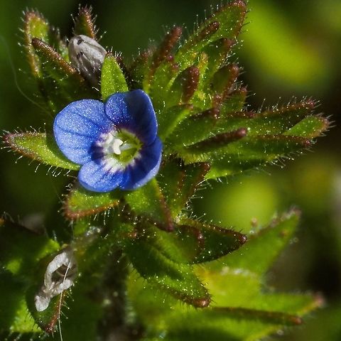 A Diminutive Flower! One has to get close to enjoy the small blossom (2-3mm in diameter) of  Veronica arvensis. Canada,Corn Speedwell,Geotagged,Spring,Veronica arvensis,Wall Speedwell