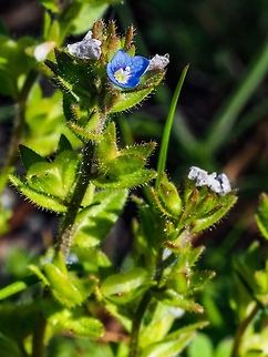The Flowering Plant, Veronica arvensis. Found in an area of well drained gravelly soil. Canada,Corn Speedwell,Geotagged,Spring,Veronica arvensis,Wall Speedwell