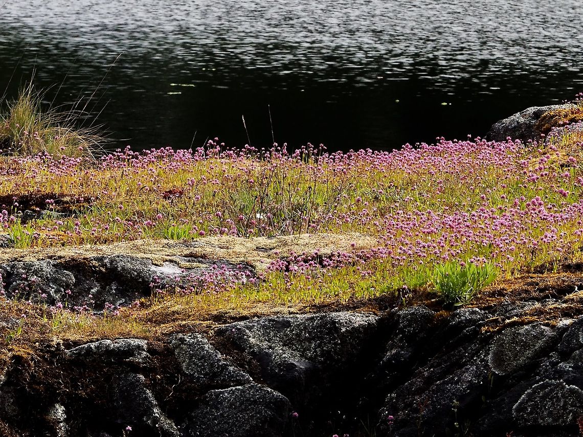 The Reason... ... they call it Seablush! Canada,Geotagged,Plectritis congesta,Shortspur seablush,Spring