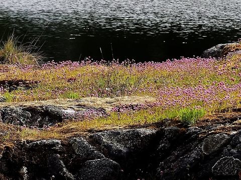 The Reason... ... they call it Seablush! Canada,Geotagged,Plectritis congesta,Shortspur seablush,Spring